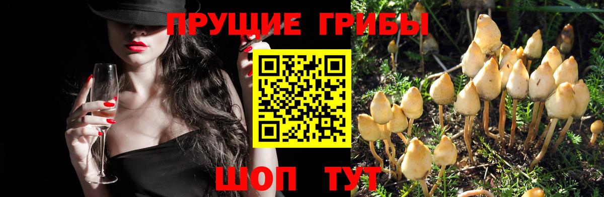Псилоцибиновые грибы мицелий Ессентуки